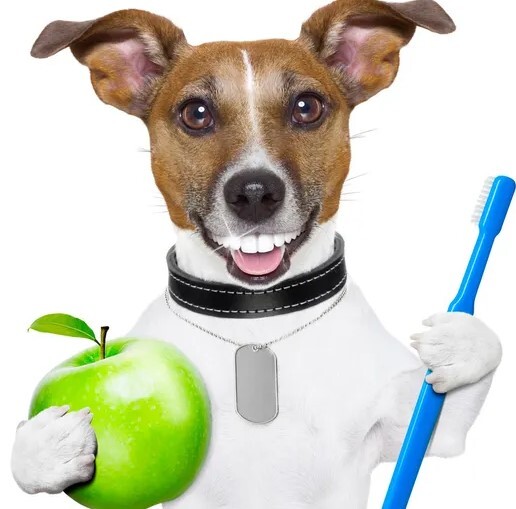 Köpek Sağlık Ve Bakım ürünleri