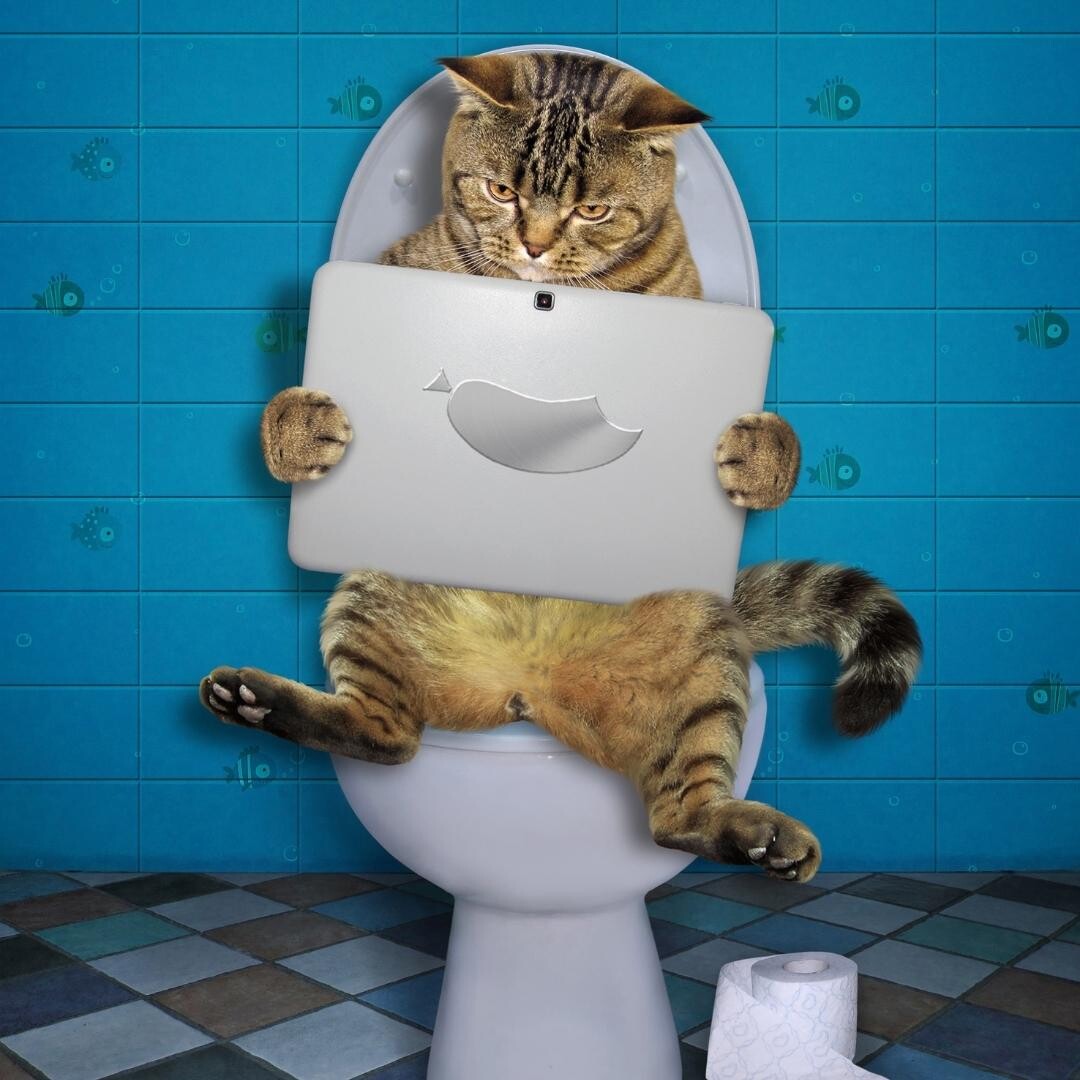 Kedi Tuvalet Ve Aksesuarları