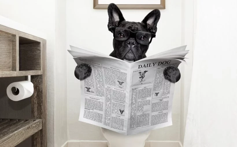 Köpek Tuvalet Ve Aksesuarları