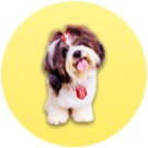 Köpek Aksesuar